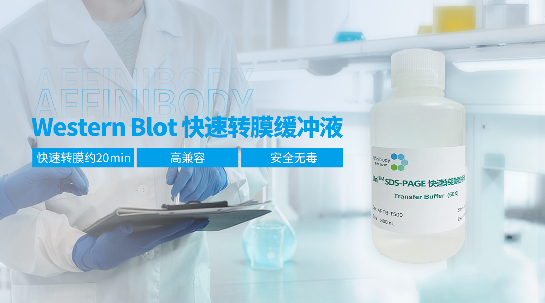 Western Blot 快速转膜缓冲液(50X)